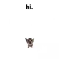 hi.