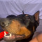 IZZY2TACT