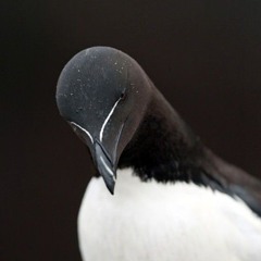 Mo