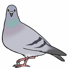 둘기
