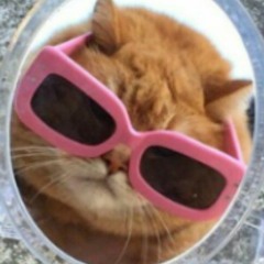 Kitty Hint