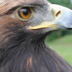 YellowFeather Chronicles