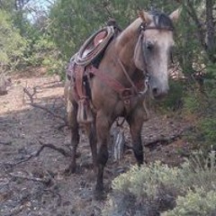 roanhorseA