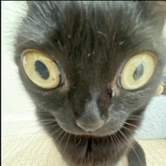 шоплифтинг кмс