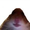 hampter