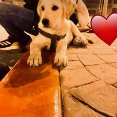 Brayan Barreto Motoro