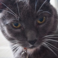 MisterSox