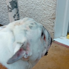Natedacruz