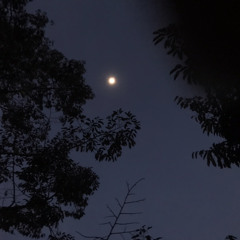 hàn nhược vân