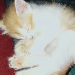 widdy