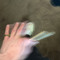 $hadrach