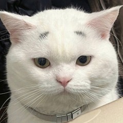 Nhật Nguyễn Công