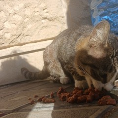 meow