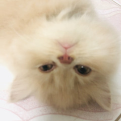 do bao