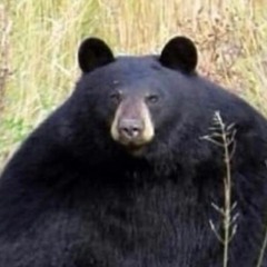 TheBasedBear