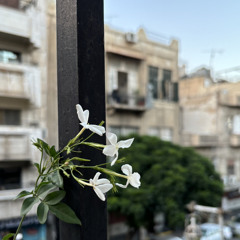 Nusayba