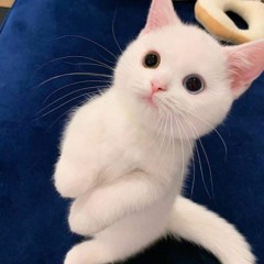 hgfhfghf777