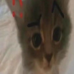 popik