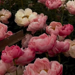 🌷.