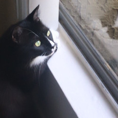 steamcat