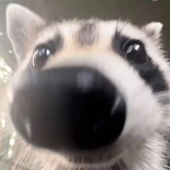 Big Dog