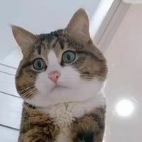 Stream Aural Vampire Cannibal Coast With Lyrics By Deqna Leerose Listen Online For Free On Soundcloud