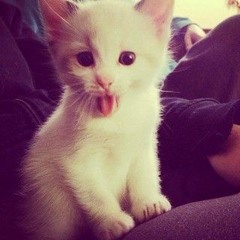 ziku!