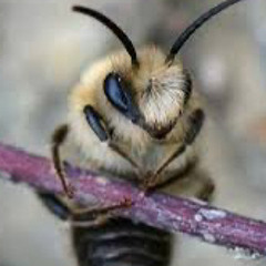 *+beesbroski+*