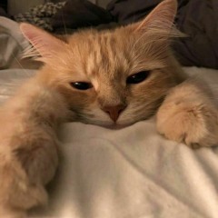 𝙾𝚗𝚒𝚜𝚌𝚑𝚞𝚔𝚜𝚘𝚏𝚒𝚊07