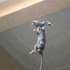 Ratatouille