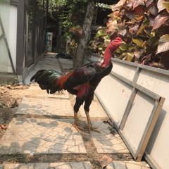 Trần Vinh