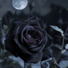 xoxblackrosexox