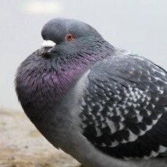 TheRavingPigeon
