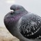 TheRavingPigeon