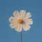 Camellia