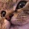は