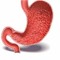 Human Stomach