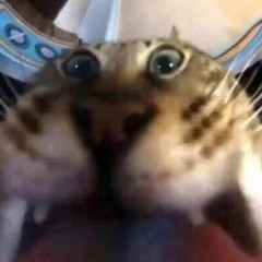 robdaidiot:333