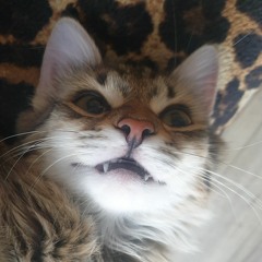 макс