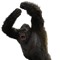 KONG
