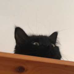 Le Kiwi
