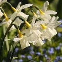 marchflower