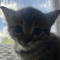 AngellxvesCats