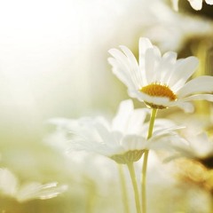 dying gardens, white light