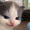 meow
