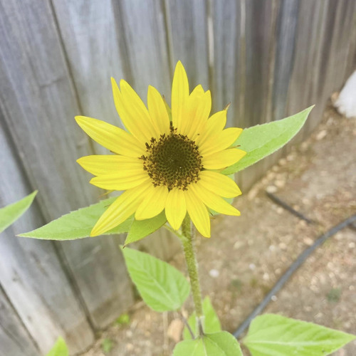 User Sunflower70’s avatar
