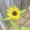 User Sunflower70