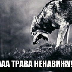 მკვლელი დათვი