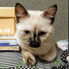 Xaninha