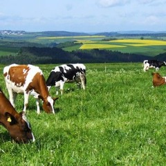 n33dle (@n33dle.wav)